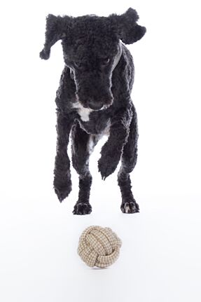 Balle pour chien en corde HKM