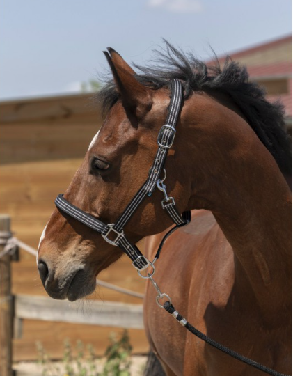 Licol Norton Zari ref: 510247