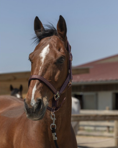 Licol Norton Zari ref: 510247 – Image 3