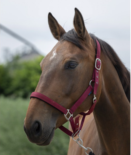 Licol Norton Satine Ref: 510248 – Image 3