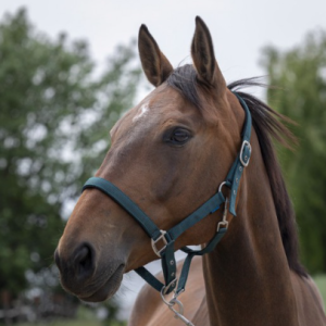 Licol Norton Satine Ref: 510248