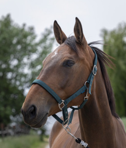 Licol Norton Satine Ref: 510248