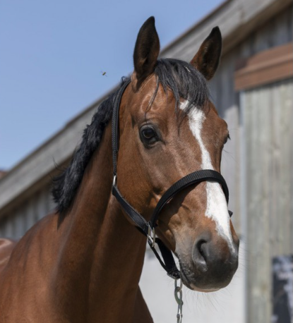 Licol Norton Satine Ref: 510248 – Image 6