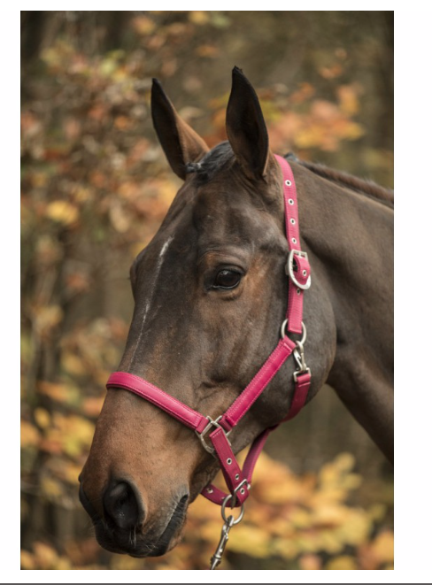 Licol LAmi-Cell LC Framboise Ref: 555008