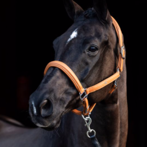 Licol Cuir HV Polo Soft