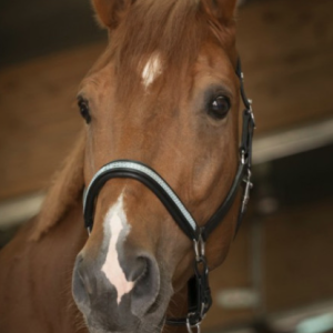 Licol Diadème Norton Noir cheval