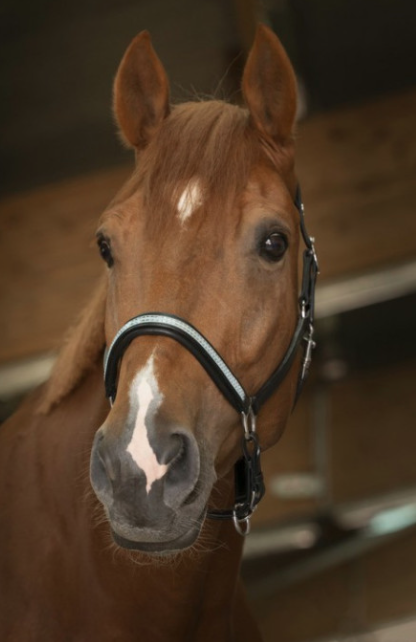 Licol Diadème Norton Noir cheval