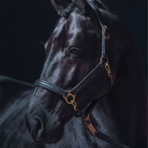 Licol Cuir Gold hkm Ref: 13412