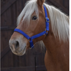 Licol Nylon Norton Pro Trait Ref: 510194