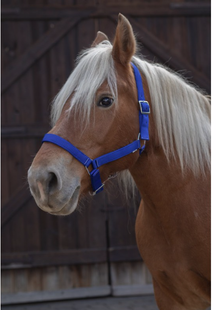 Licol Nylon Norton Pro Trait Ref: 510194 – Image 2