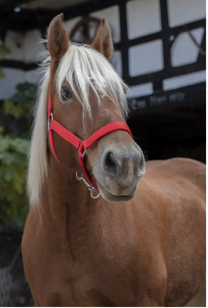 Licol Nylon Norton Pro Trait Ref: 510194 – Image 3