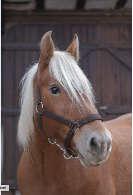 Licol Nylon Norton Pro Trait Ref: 510194 – Image 4