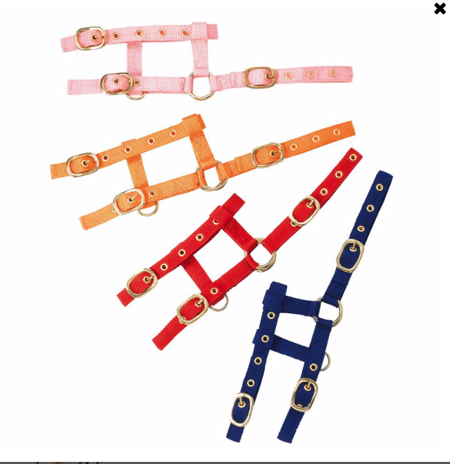 Licol Mini Foal Norton Ref: 510033