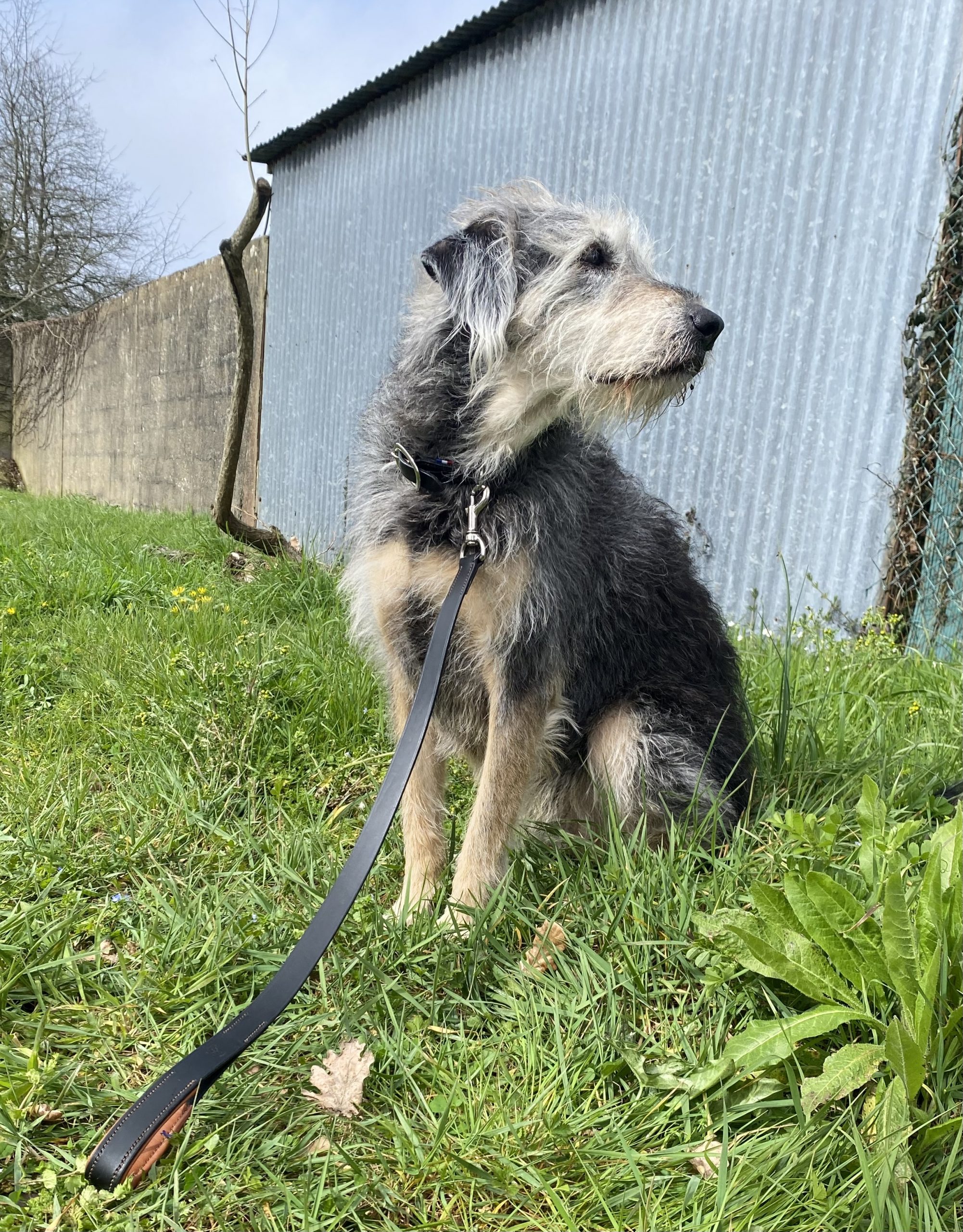 Collier Doublé pour chien Artisanal Erithacus Noir et Marron – Image 3