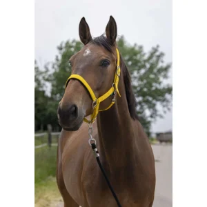 Norton Licol Satine Miel – Cheval – 510248326