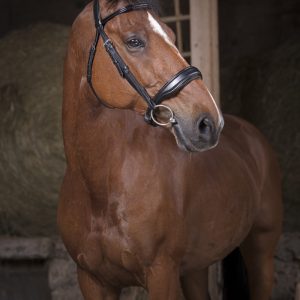 Bridon Confort Noir – Norton Pro – Full – 301834302