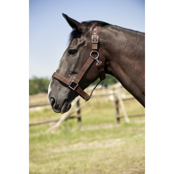 Licol nylon cheval de trait Norton NOIR – 510193 – Image 2