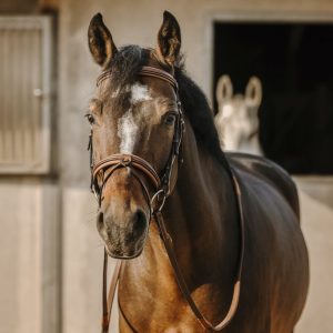 ERIC THOMAS Bridon Work coloris havane avec rênes – Poney- 301906118