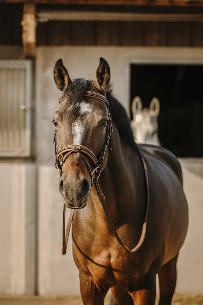 ERIC THOMAS Bridon Work coloris havane avec rênes – Poney- 301906118 – Image 2